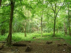 Hangbois woods Hangbois woods